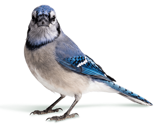Center Lake Ranch Blue Jay